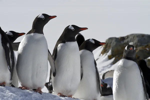 Gentoo pinguino gruppo in piedi nella neve in pietre — Foto Stock