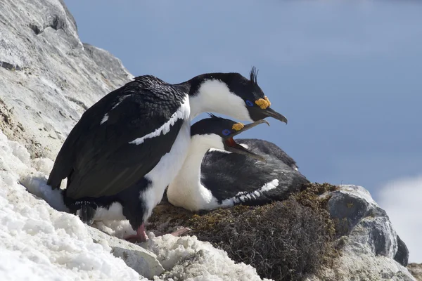 Par de cormoranes antárticos de ojos azules en el nido en una ladera —  Fotos de Stock