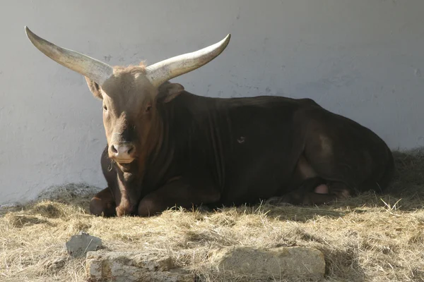 Watussi bydło byk leży w klatce w zoo — Zdjęcie stockowe