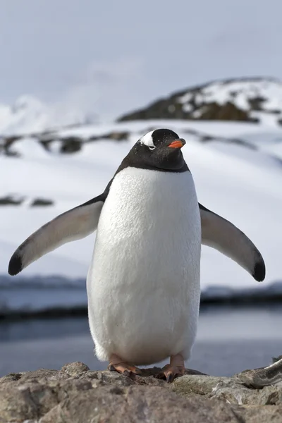 Колония пингвинов Gentoo, раскинувшая крылья Стоковое Фото