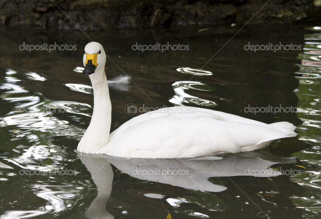 small or tundra swan floating on a small lake in the autumn