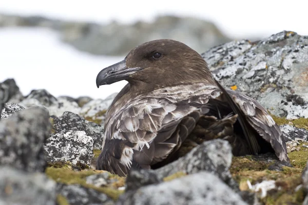 Kobieta Wydrzyk Antarktyczny lub brązowy to siedzi na gnieździe — Zdjęcie stockowe