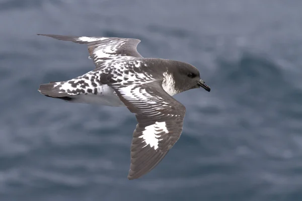 Kaap duif vliegen over de Zuidelijke Oceaan op een zonnige dag — Stockfoto