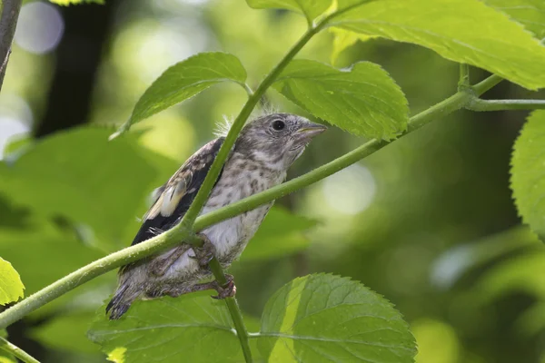 Who can not fly goldfinch chick who hides among the branches of — Stock Photo, Image