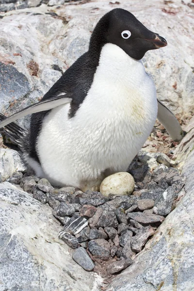 Hembra pingüino Adelie sentado sobre huevos en el nido entre la roca — Foto de Stock