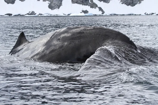 Ballena jorobada que se sumerge en el agua cerca del Peni Antártico —  Fotos de Stock