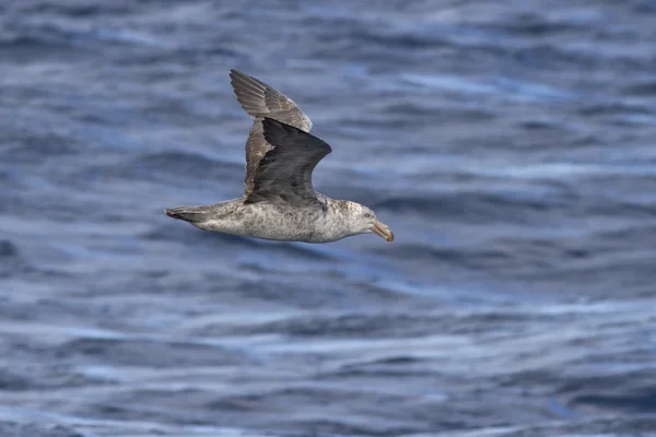 Nördlicher Riesensturmvogel fliegt über die Gewässer der Atlantikoce — Stockfoto