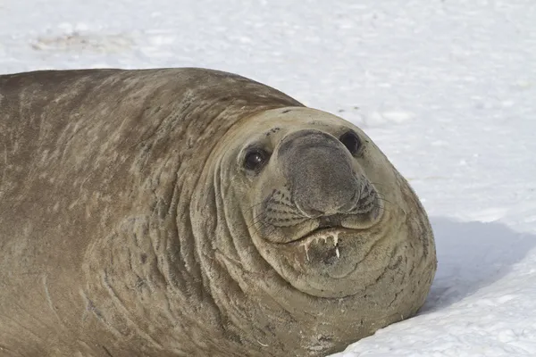 Porträt eines erwachsenen männlichen Elefantenrobben im Schnee liegend — Stockfoto