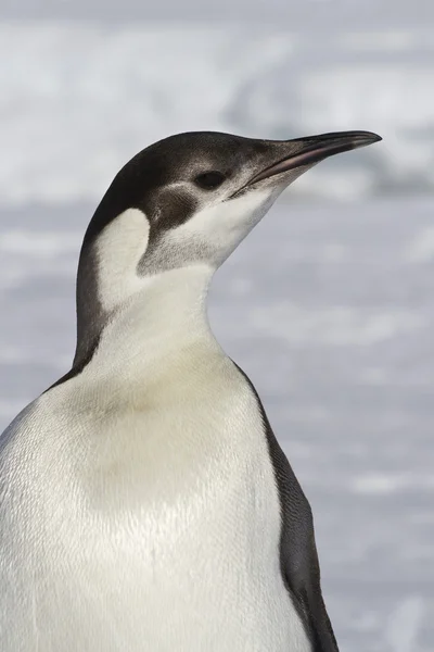 Retrato do pinguim imperador que virou a cabeça ensolarado winte — Fotografia de Stock