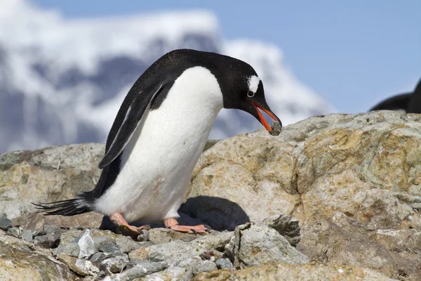 Gentoo pinguim macho que é uma pedra para a construção do n — Fotografia de Stock