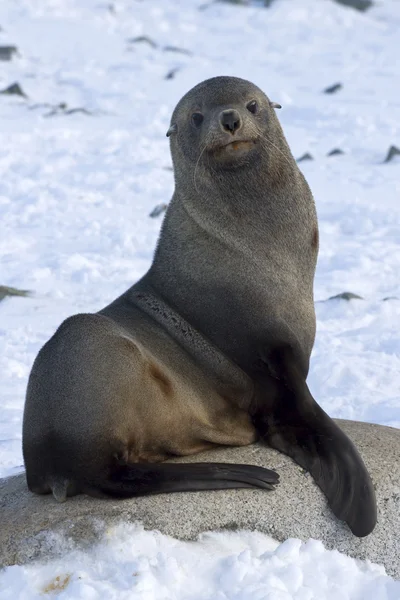 Robben sitzen auf einem Felsen am Strand der antarktischen Inseln — Stockfoto