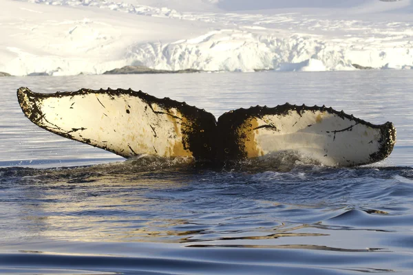 Knölval svans dykning i antarktiska vatten mot backd — Stockfoto