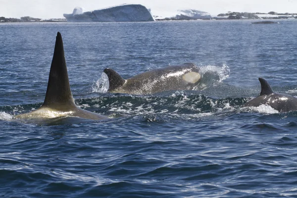 Opakowanie wieloryby killer pływanie wzdłuż wybrzeża Antarktyki s słoneczny — Zdjęcie stockowe