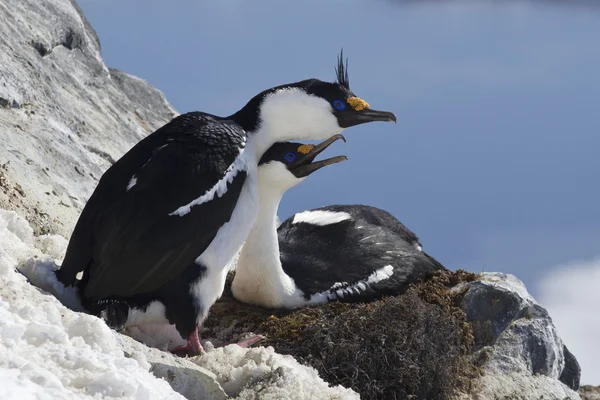 Masculino e feminino azul de olhos Antarctic shag sentado em um ninho no th — Fotografia de Stock