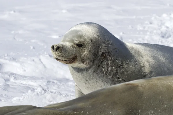 Porträt einer Robbe, die in der Nähe der Fema im Schnee liegt — Stockfoto