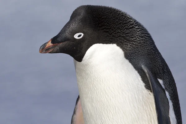 Portrait de pingouin Adelie avec les yeux rétrécis — Photo