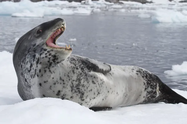 Tuleň leopardí ležet na ledě s otevřenými ústy Royalty Free Stock Fotografie