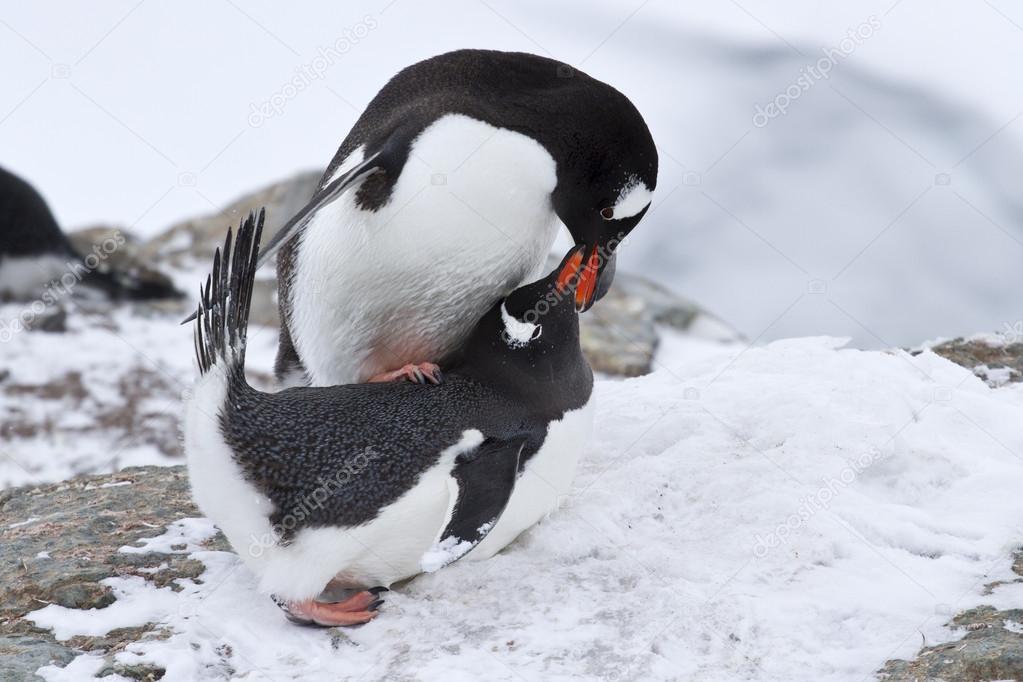 male and female penguin Gentoo before mating spring day