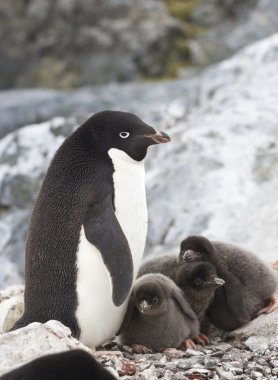 female Adelie penguin and three chicks in the nest clipart