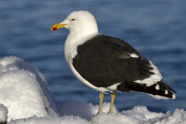 Mouette dominicaine est assis sur la neige une journée ensoleillée d'hiver — Photo