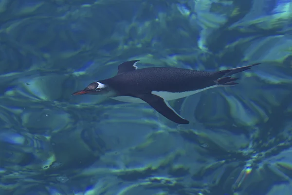 Gentoo penguin flytande under vattnet i det klara vattnet av myran — Stockfoto