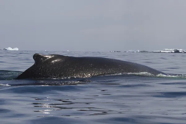 Ballena jorobada de vuelta en las aguas antárticas de verano — Foto de Stock