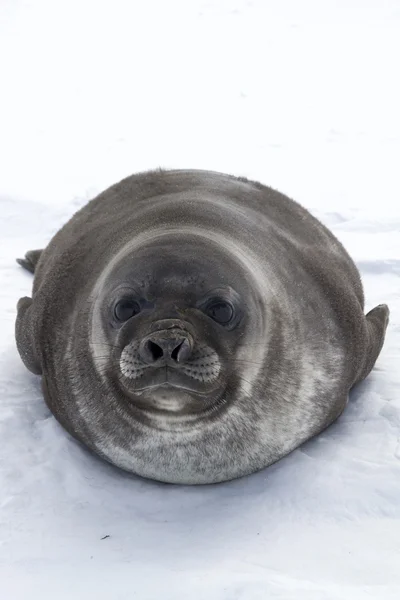 Pup des éléphants de mer du Sud avec impatience couché sur la glace — 图库照片