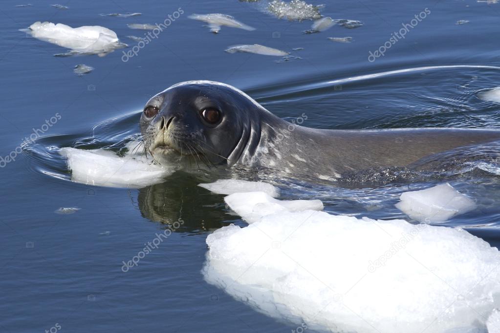 adult Weddell seal the floating between pieces of ice in Antarct