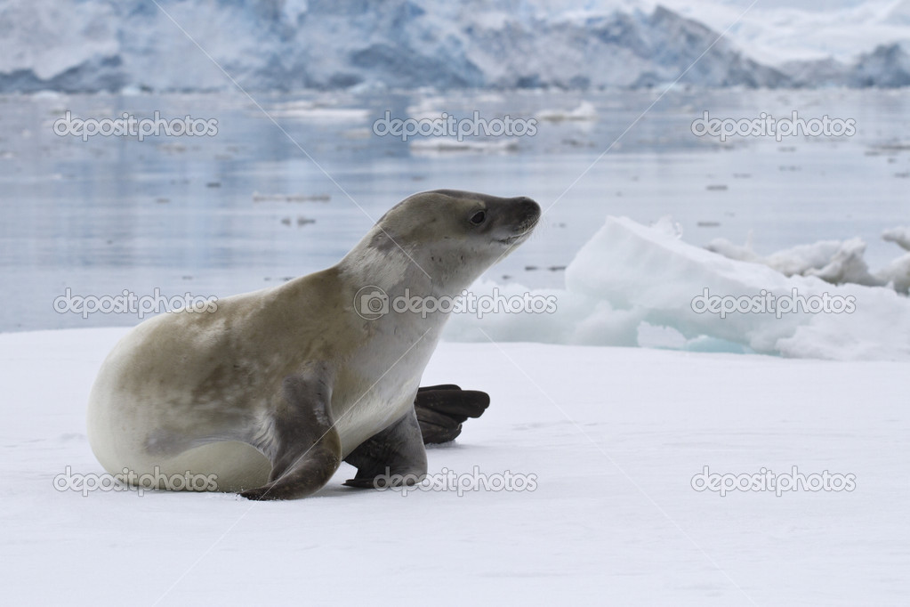 crabeater seal which lies on the ice in Antarctic waters