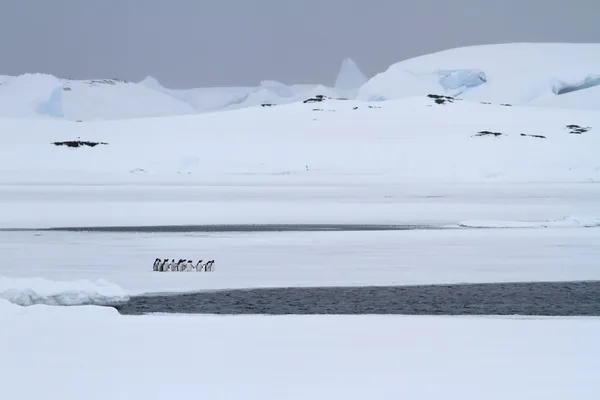 Pequeño grupo de pingüinos Gentoo que se encuentra cerca del agujero en el — Foto de Stock