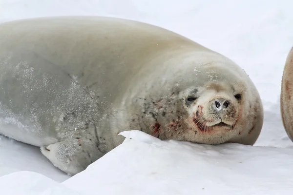 Retrato de focas macho cangrejo tumbadas sobre el hielo en la Antártida — Foto de Stock