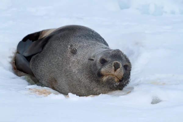 Foca de piel que se encuentra en el hielo de la playa antártica el día de otoño — Foto de Stock