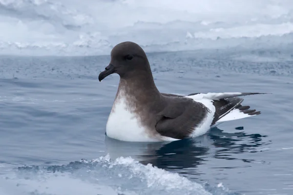 Antarctische stormvogel die in de polinia tussen ice floes drijft — Stockfoto