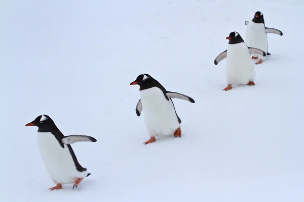 Gentoo penguin grupp promenader i snö antarktiska öarna — Stockfoto