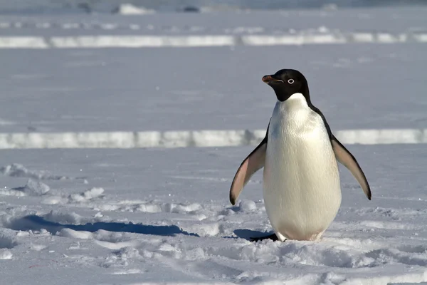 Adelie pinguin, der auf dem eis der antarktischen straße steht — Stockfoto