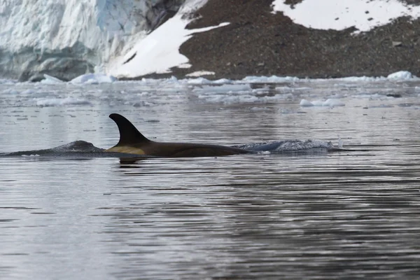 Ballena asesina que flota a lo largo de la costa antártica — Foto de Stock
