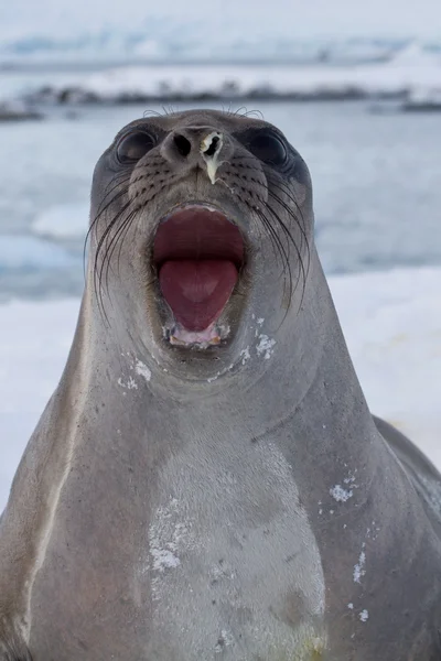 Portret di giovane foca elefante meridionale che ruggisce — Foto Stock
