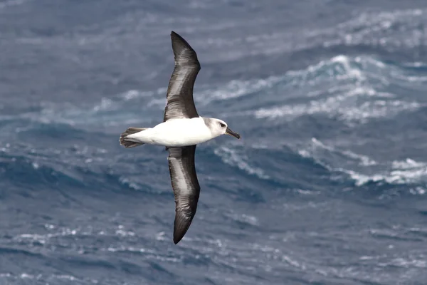 Albatros de cabeza gris volando sobre las aguas de la caída de la — Foto de Stock