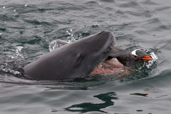 Foca leopardo che attacca il pinguino di Gentoo nelle acque antartiche — Foto Stock