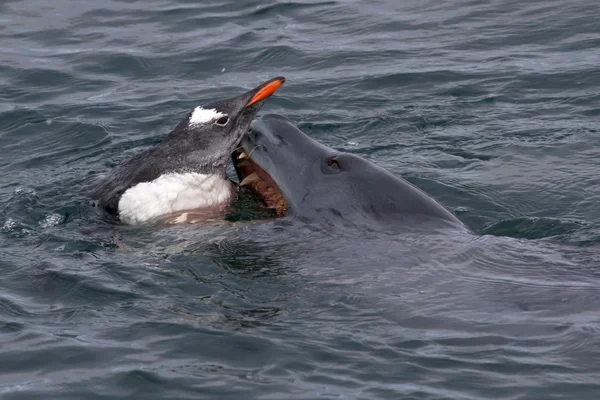 Zeeluipaard die probeert te grijpen de gentoo pinguïns in de een — Stockfoto