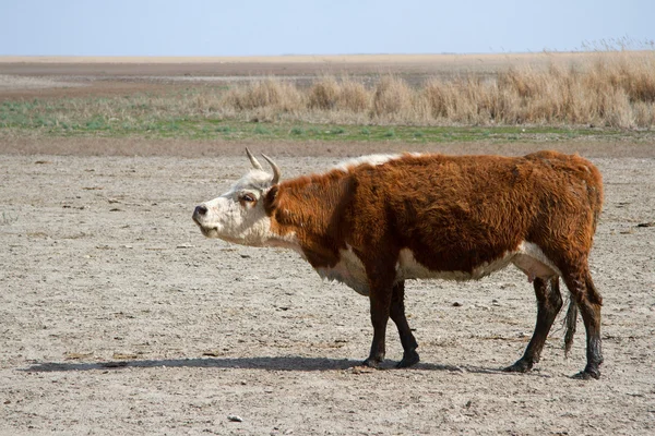 Krowy rasy Kałmucki nad brzegiem jeziora wysychania — Zdjęcie stockowe