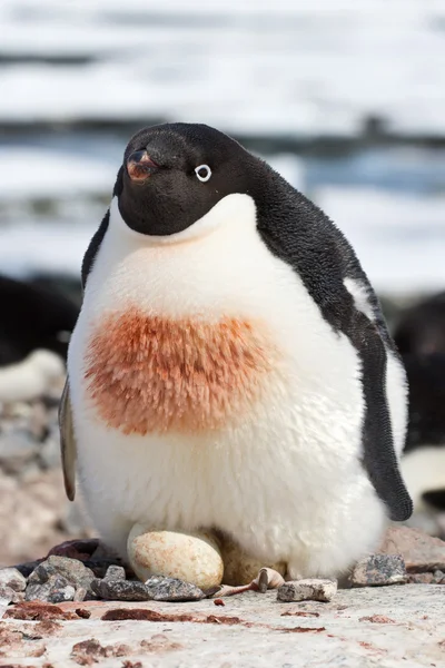 Hembra pingüino Adelie que incuba en un simple nido dos huevos —  Fotos de Stock