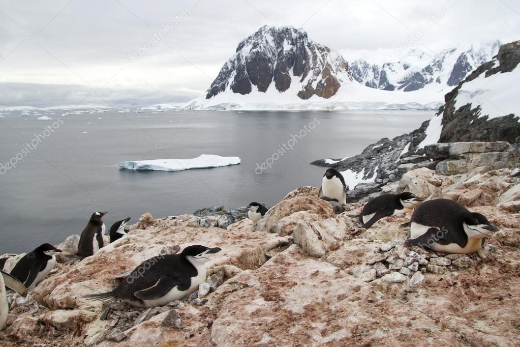 mixed colony of Adelie penguins, Gentoo and Chinstrap on the Ant