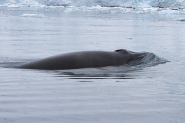 Minke whale that surfaced in Antarctic waters clipart
