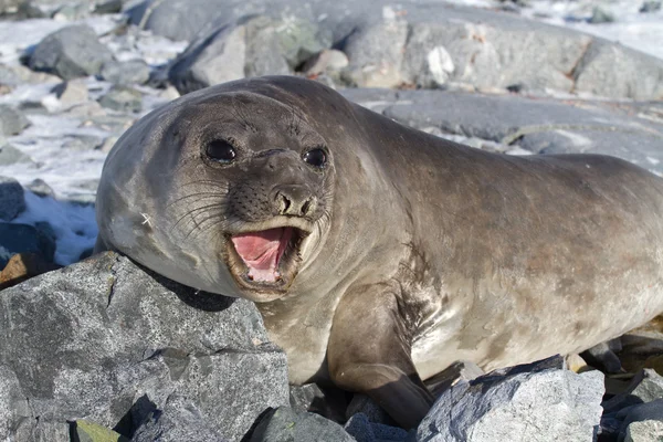 Foca elefante do sul que está nas rochas e ruge — Fotografia de Stock