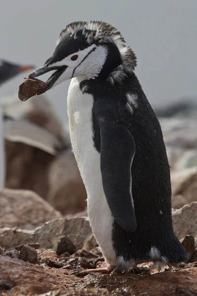 Moulting Chinstrap ou Pinguim Chinstrap que fica com uma pedra — Fotografia de Stock