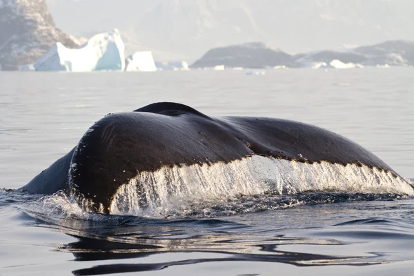 Cauda de baleia jubarte em que a água flui — Fotografia de Stock