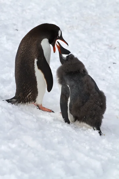 Pingüinos Gentoo hembra que alimenta al polluelo de pie sobre la nieve —  Fotos de Stock