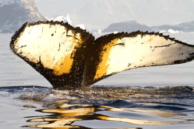 humpback whale tail diving in Antarctic waters on a sunny summer clipart