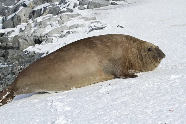 Adulte mâle éléphant de mer du sud qui se trouve dans la neige Antarctique — Photo